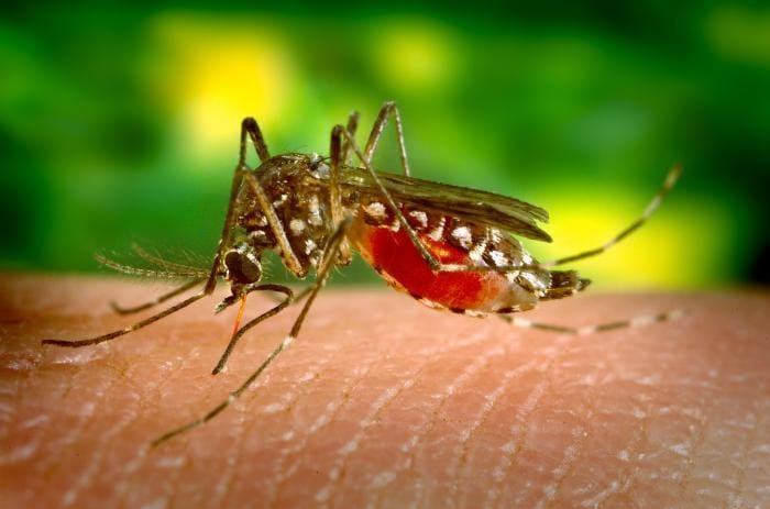 west-nile