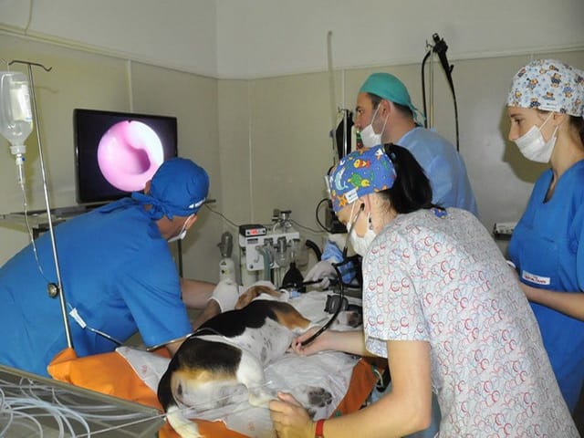 tehnician veterinar